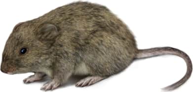 Long-tailed Vole