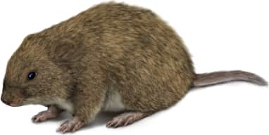 Gray-tailed Vole