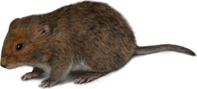Rock Vole