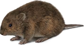 Mexican Vole