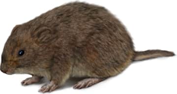 Singing Vole