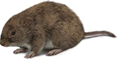 Montane Vole