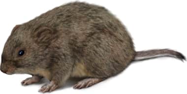 Prairie Vole