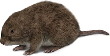 Creeping Vole
