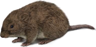 Meadow Vole