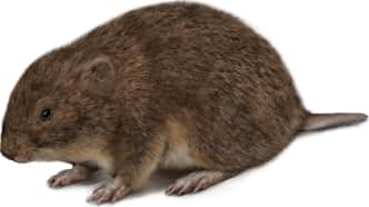 Woodland Vole