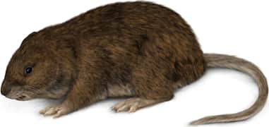 Water Vole
