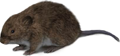Townsend's Vole