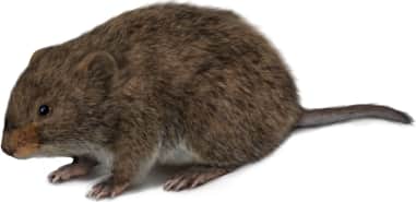 Taiga Vole