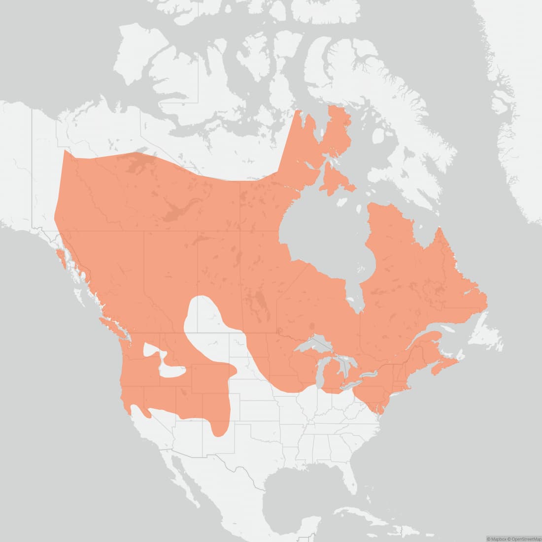 Range map for American Stoat