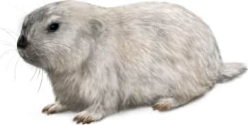 Aleutian Island Collared Lemming