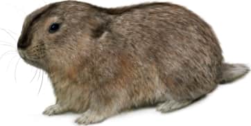 Labrador Collared Lemming