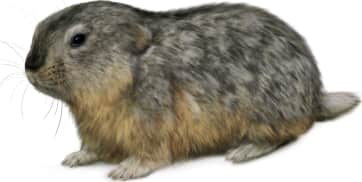 Northern Collared Lemming