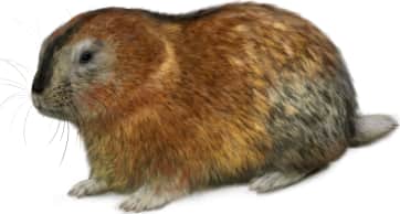 Nelson's Collared Lemming