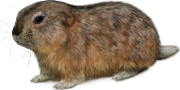 Richardson's Collared Lemming
