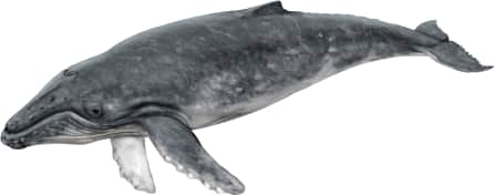 Humpback Whale