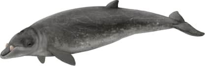 Stejneger's Beaked Whale