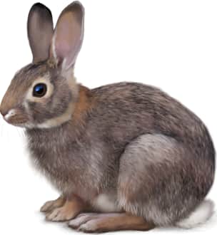Desert Cottontail