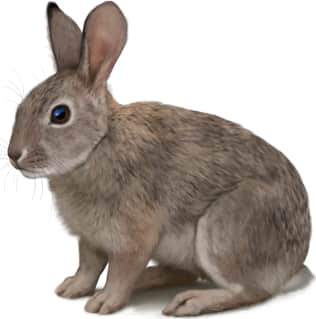 Brush Rabbit