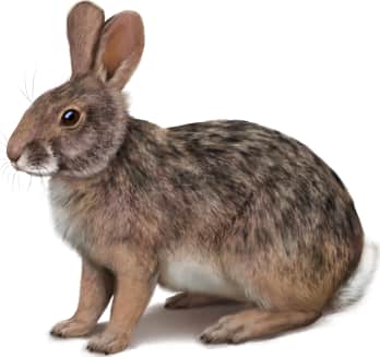 Swamp Rabbit