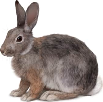 Mountain Cottontail