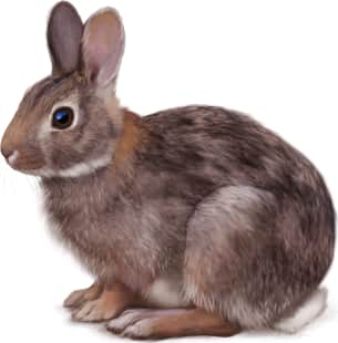 Appalachian Cottontail