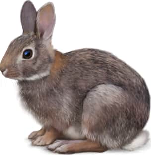 Eastern Cottontail