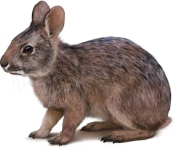 Marsh Rabbit
