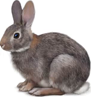 Holzner Cottontail