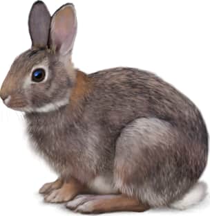 New England Cottontail