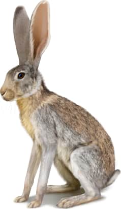 Antelope Jackrabbit