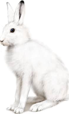 Alaskan Hare — Winter