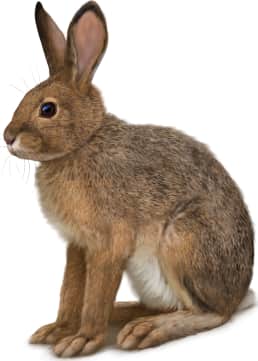 Snowshoe Hare