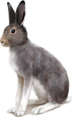 Alaskan Hare