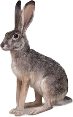 Black-tailed Jackrabbit