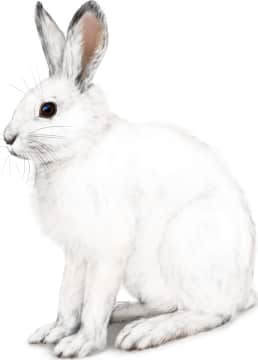 Snowshoe Hare — Winter