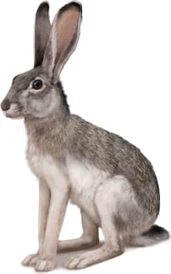 White-sided Jackrabbit