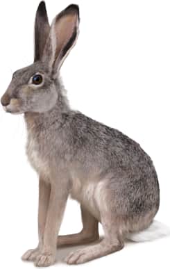 White-tailed Jackrabbit