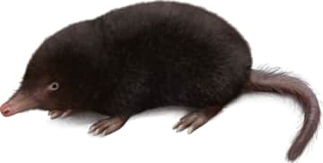 American Shrewmole