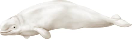 Beluga