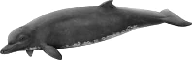 Baird's Beaked Whale