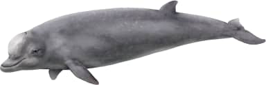 North Atlantic Bottlenose Whale