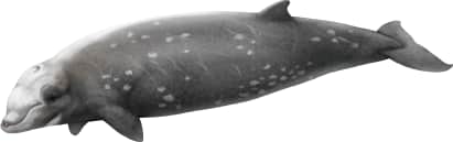 Cuvier's Beaked Whale
