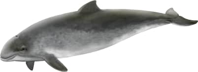 Harbour Porpoise