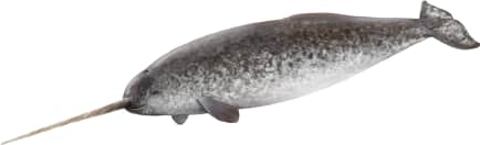 Narwhal