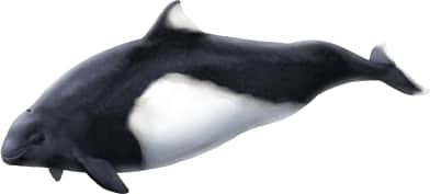 Dall's Porpoise