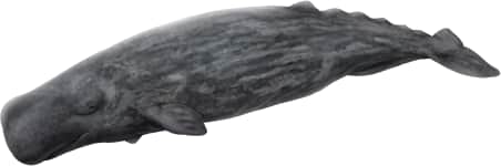 Sperm Whale