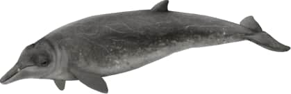 Sowerby's Beaked Whale