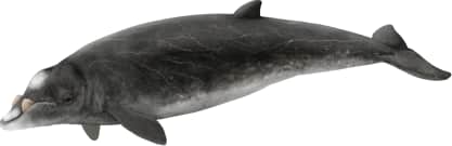 Hubbs' Beaked Whale