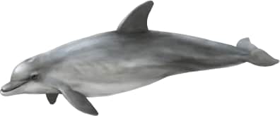 Common Bottlenose Dolphin